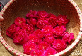 Karose - Sản phẩm từ hoa hồng trong khu vườn tự nhiên
