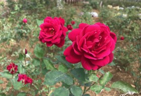 Vườn hồng 20,000 gốc, rộng 4 ha của nữ luật sư Hà Nội